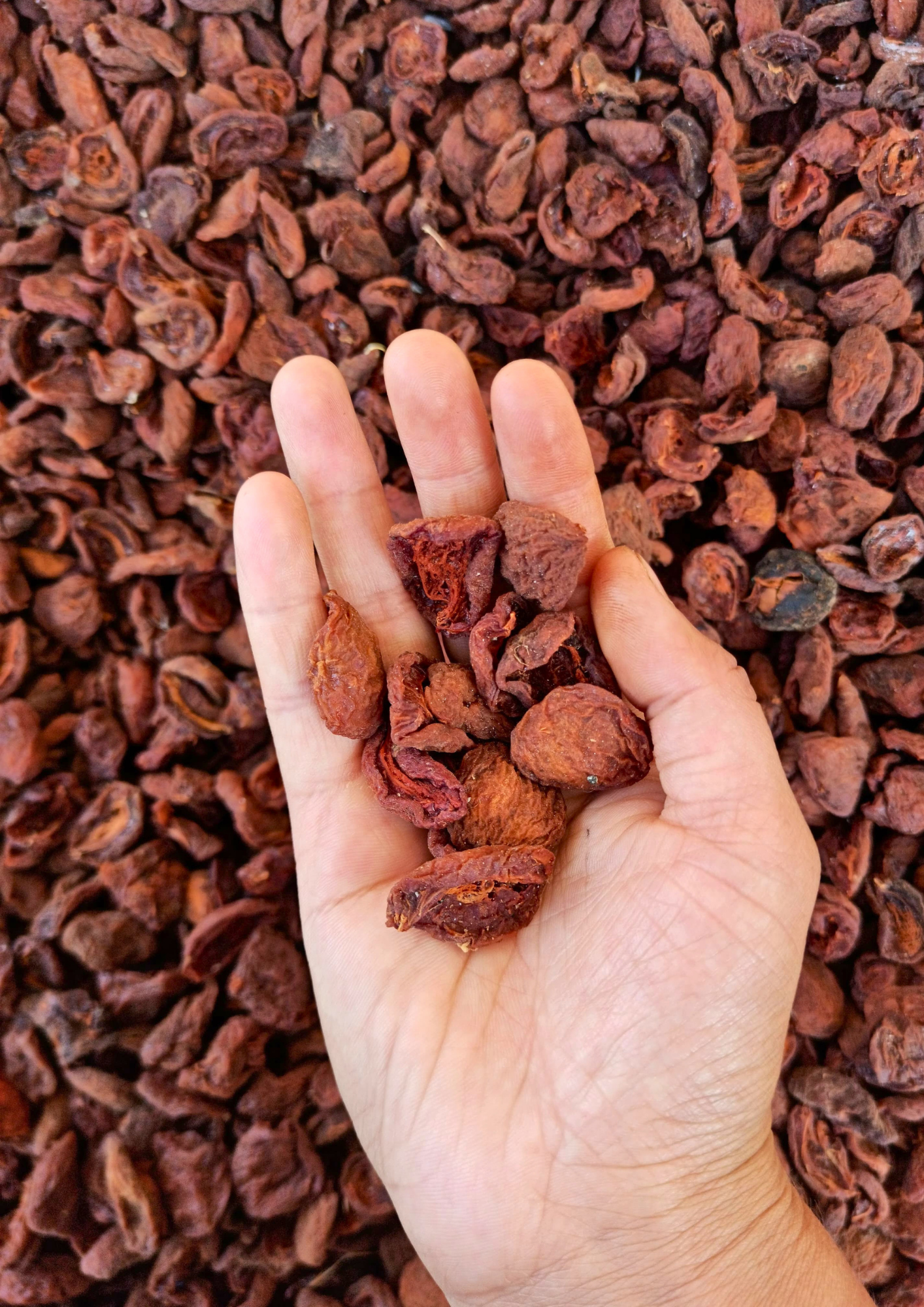 Sun-Dried Wild Apricots
